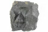 Detailed Zlichovaspis Trilobite - Excellent Preparation #216588-5